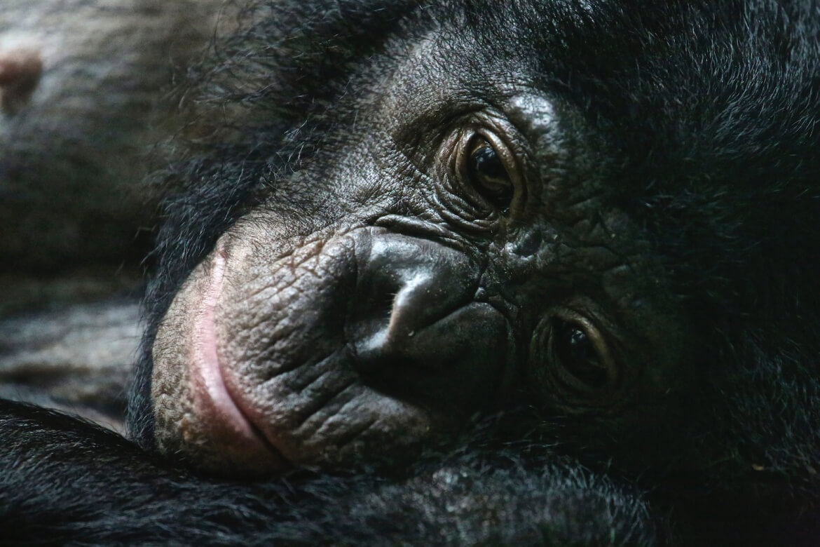 Gorille - goûter, appréhender comprendre - Design en communication