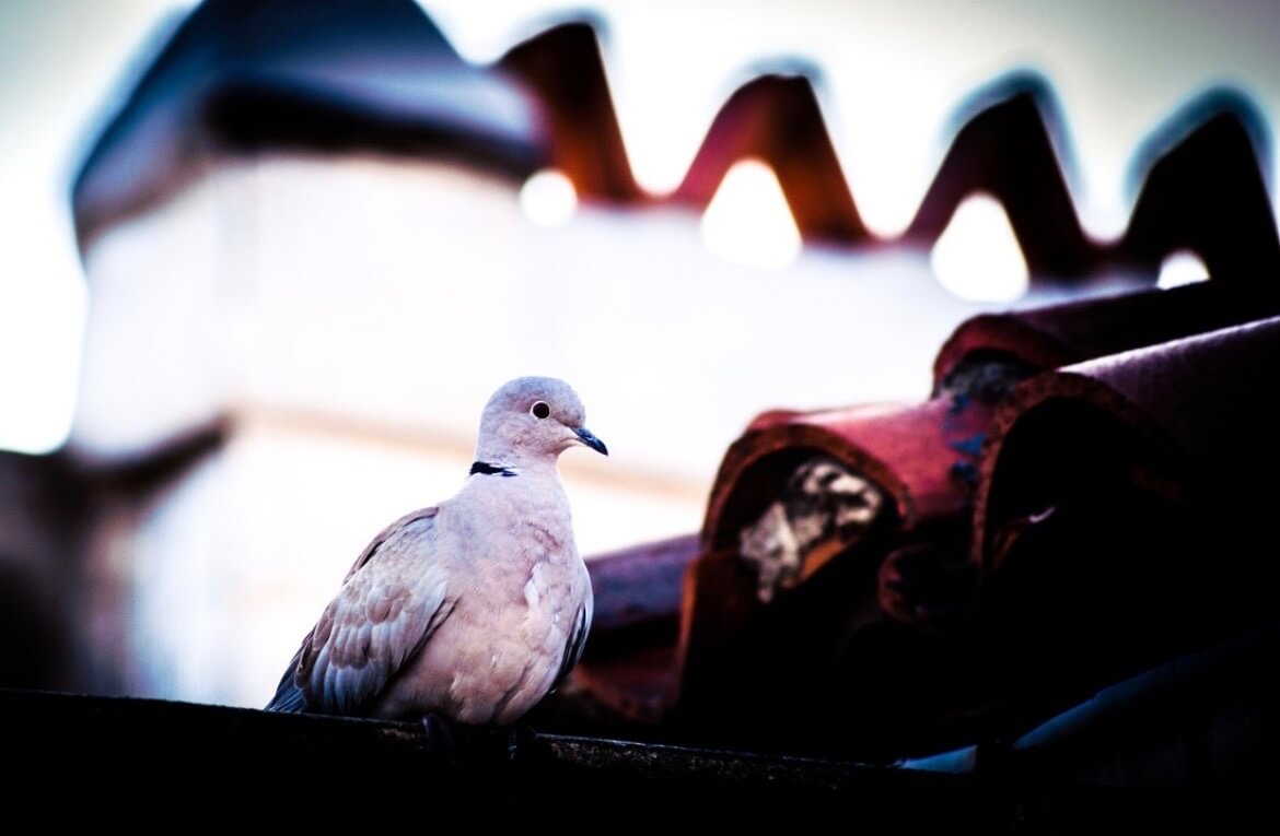 Tourterelle sur un toit de Marseille - Écouter, observer, ressentir - décommunication